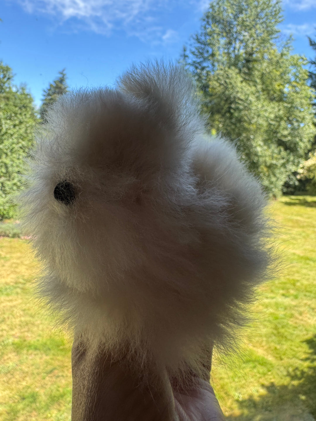 Pip the Baby Bunny – 5" Mini Alpaca Stuffie