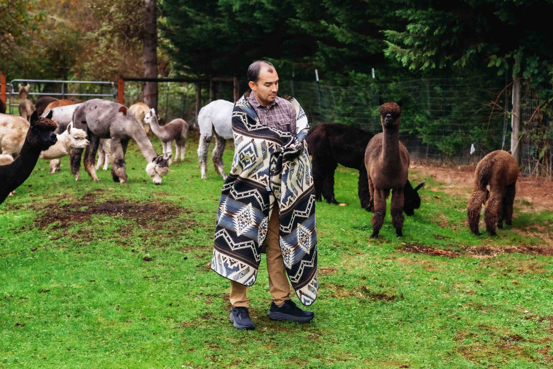 Man wrapped in the Cuzco Stone Alpaca Wool Blanket while walking near alpacas at Enchanted Farms.