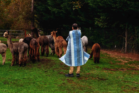 Sky Throw Striped Brushed Alpaca Blanket