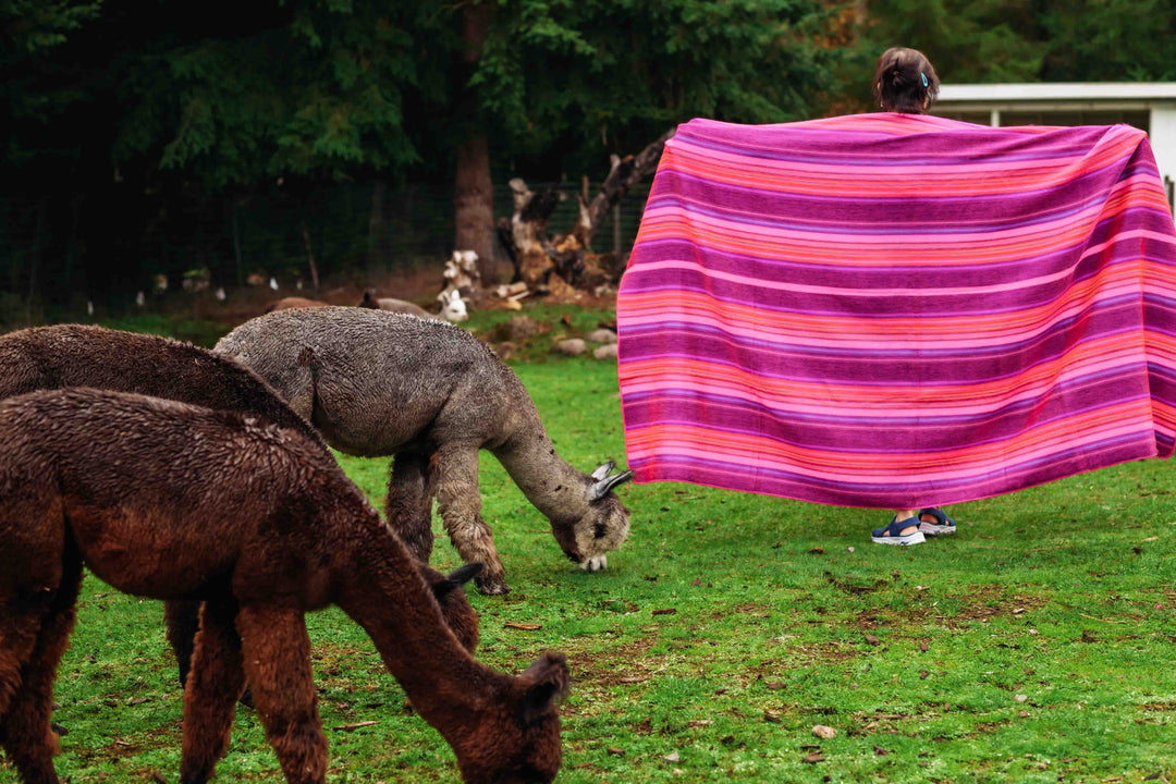 Cotton Candy Blanket - Striped - Brushed Alpaca Blanket