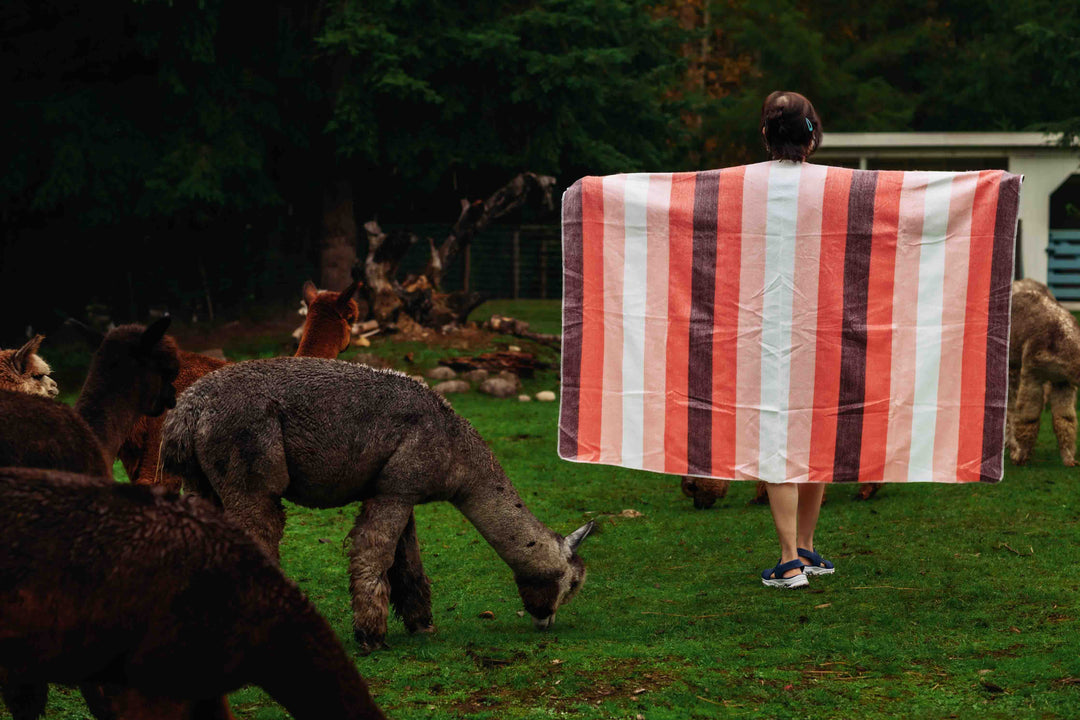 Pink Flamingo Alpaca Throw - Striped - Brushed Alpaca Blanket